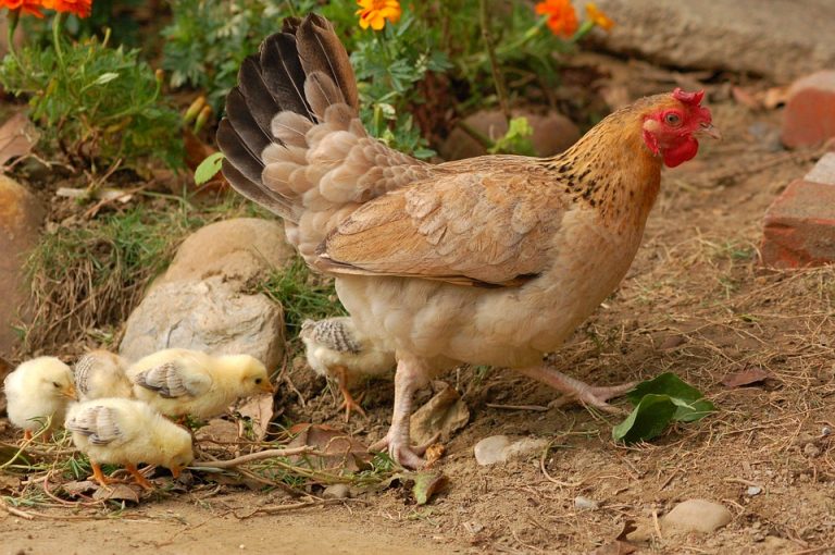 Comment dorment les poules ?